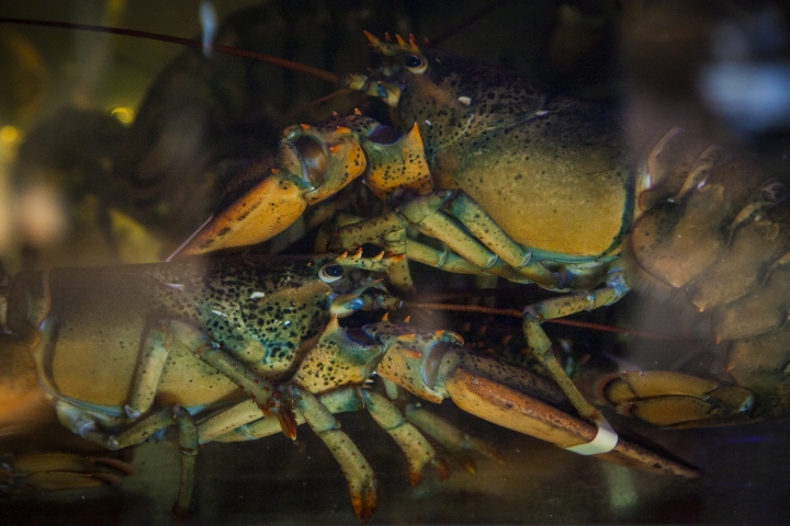 Великолепный интерьер ресторана Hunt a Lobster