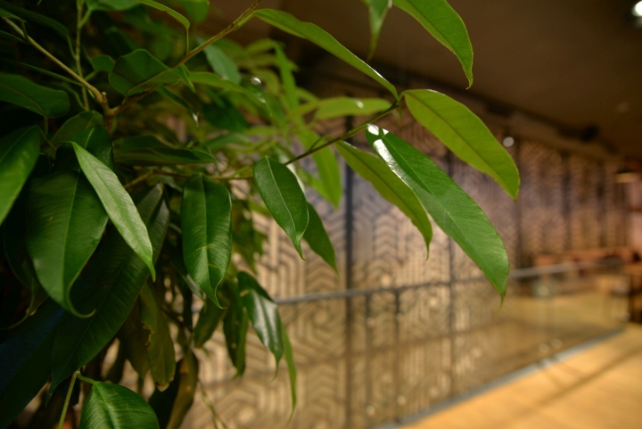 Растения в интерьере ресторана японской кухни