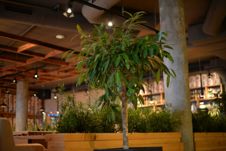 Зелёные деревья в интерьере ресторана японской кухни