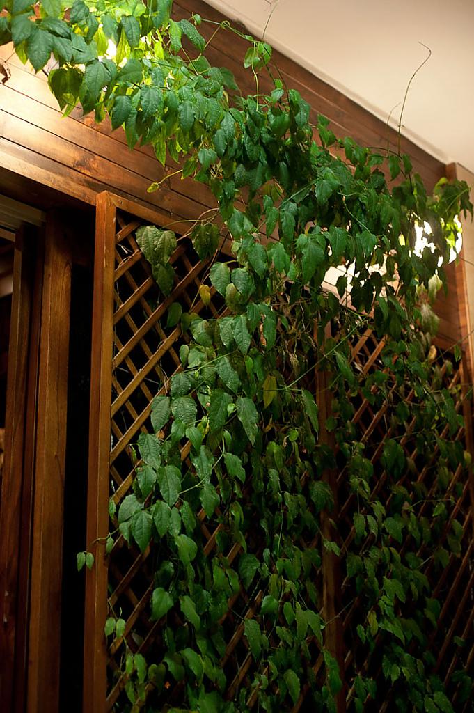 Живые растения в ресторане Volare